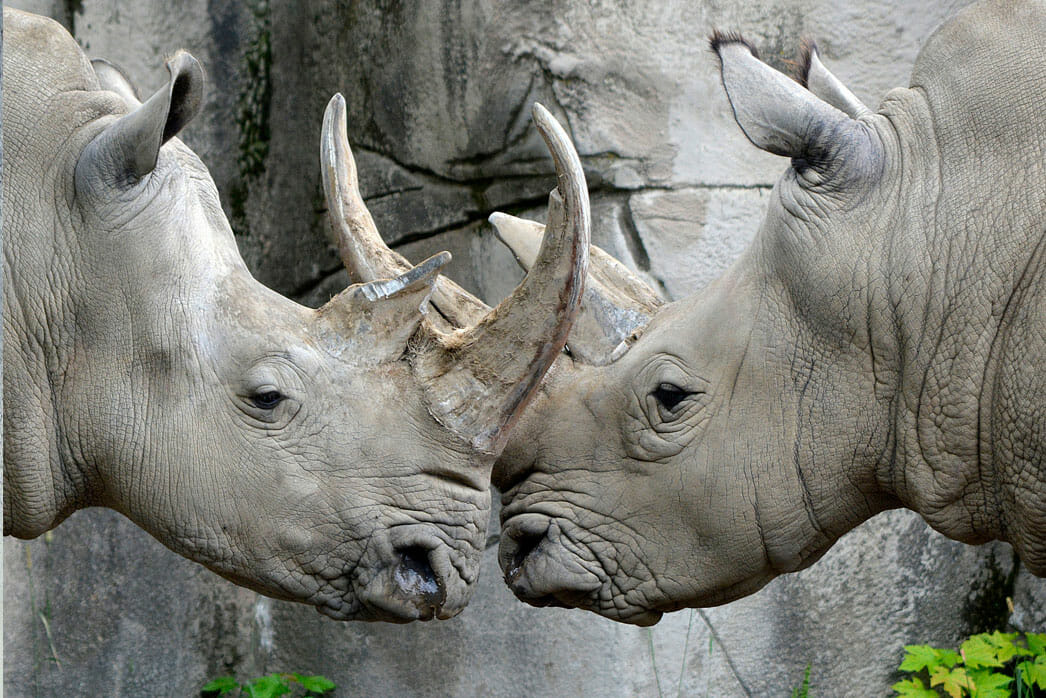 Rhinos