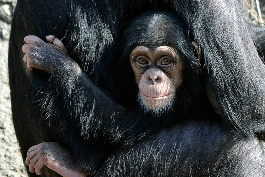 Chimpanzee, Zuhura