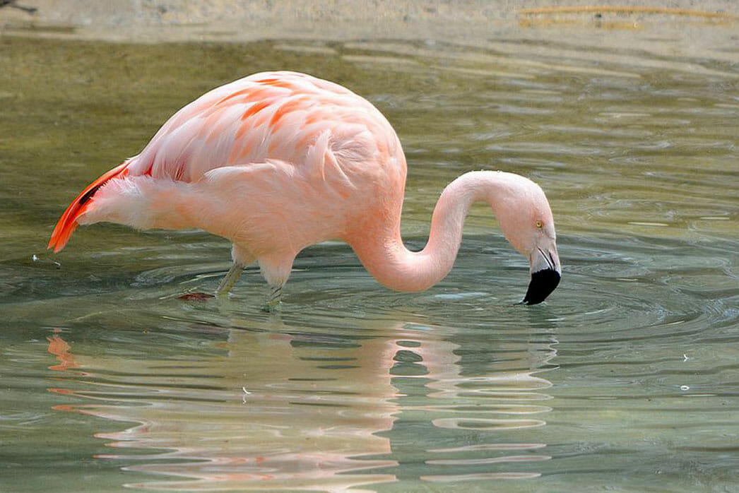 Detroit Zoo -Chilean Flamingo