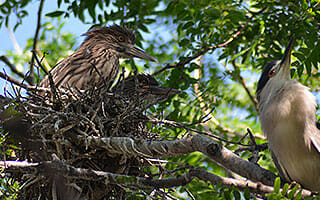 Black-crowned Night Herons