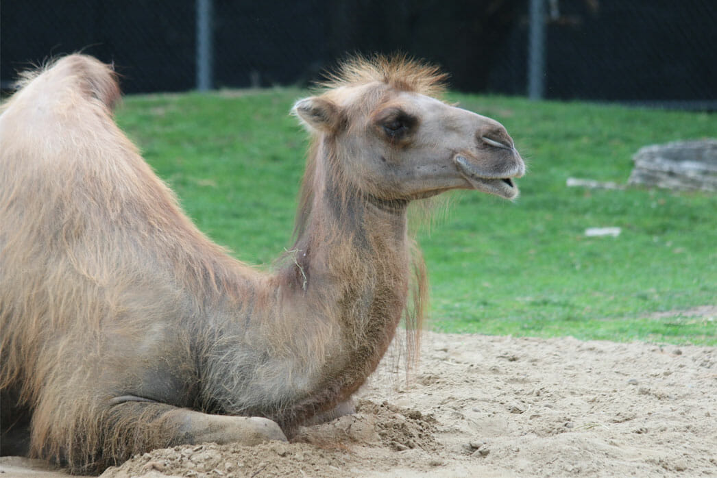 Camel