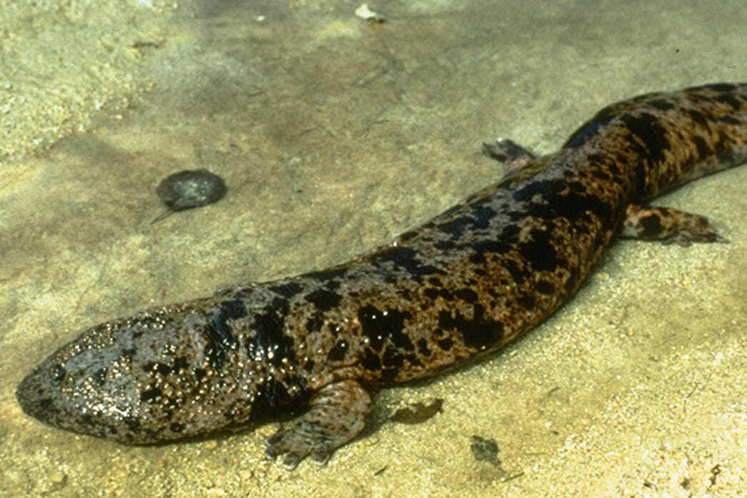 Salamander