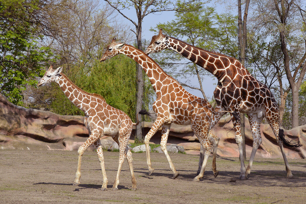 Detroit Zoo - Giraffes