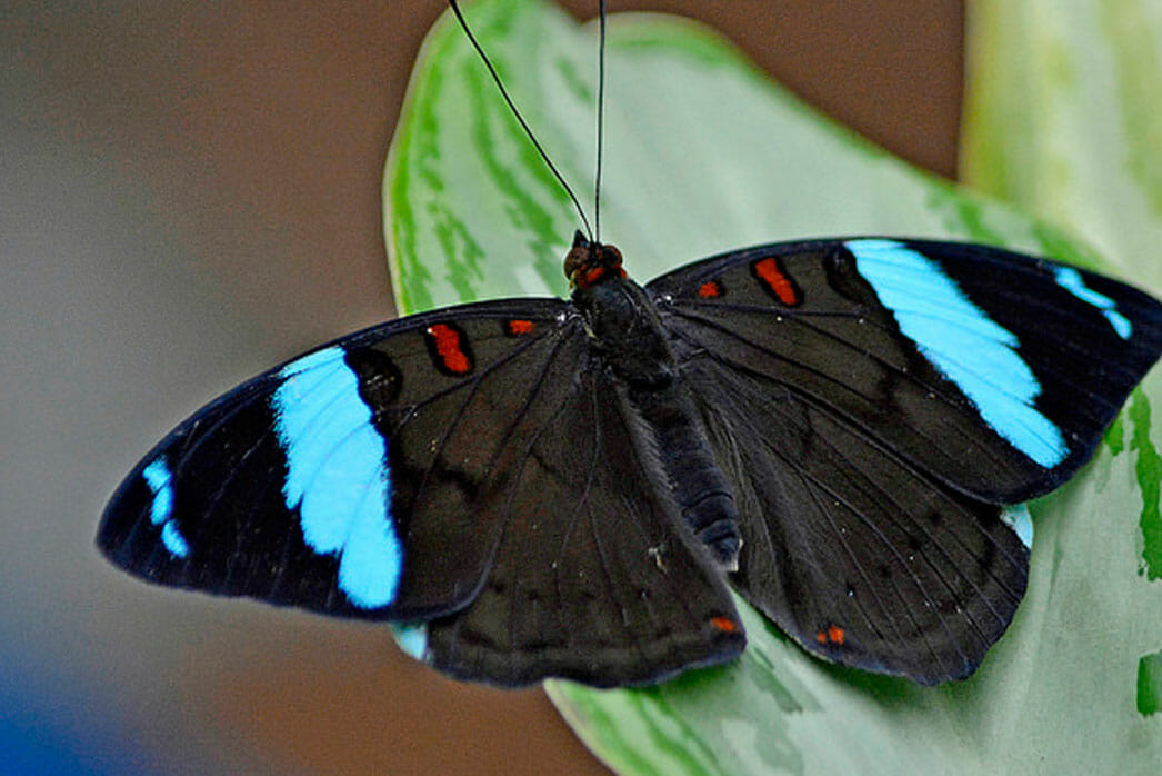 Detroit Zoo - Butterfly