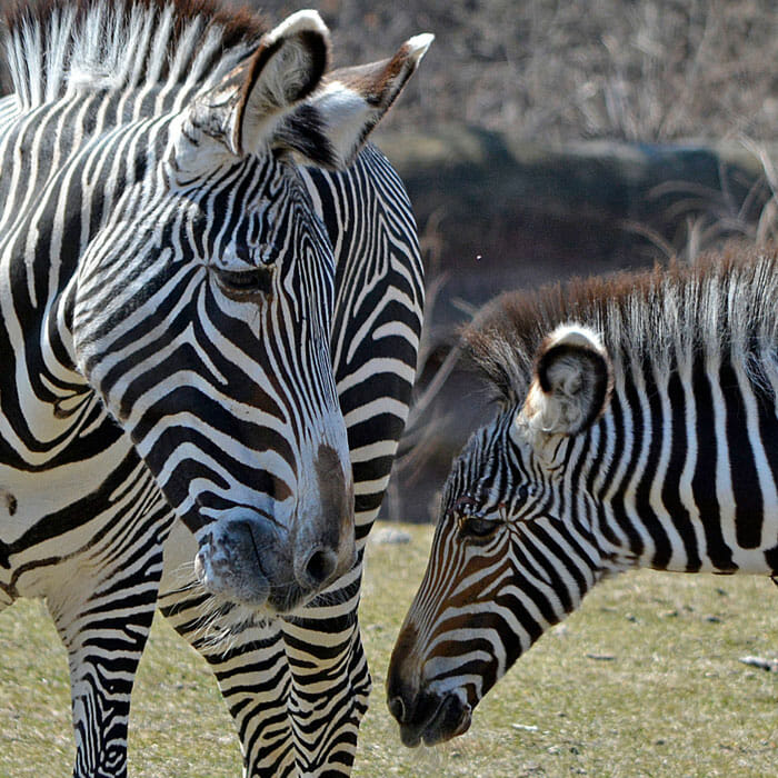 Detroit Zoo - African Grasslands