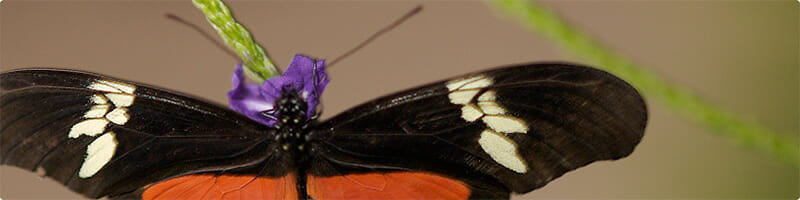 Detroit Zoo - Butterfly Gallery