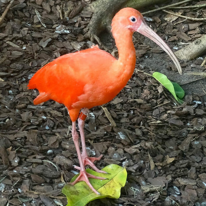 Detroit Zoo - Free-flight Aviary