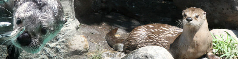 Detroit Zoo - Edward Mardigian Sr. River Otter Habitat