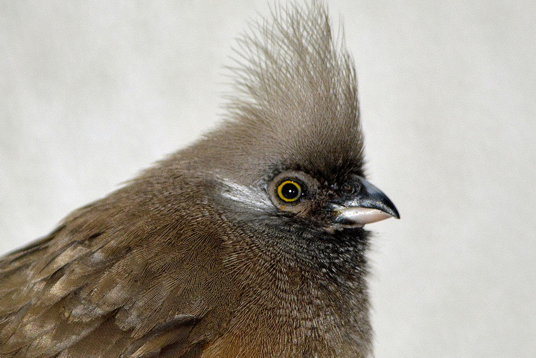 Detroit Zoo - Mousebird - Photo By - Roy Lewis