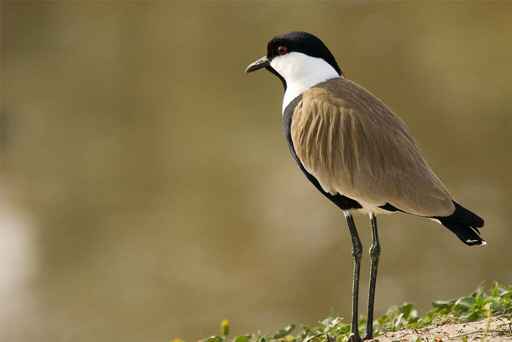 Spur-winged lapwing - Detroit Zoo