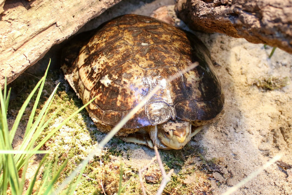 Western Pond Turtle - Detroit Zoo