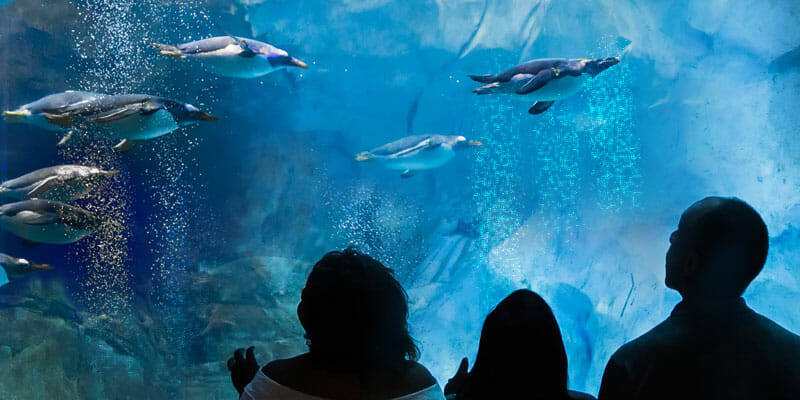 Underwater gallery with penguins swimming