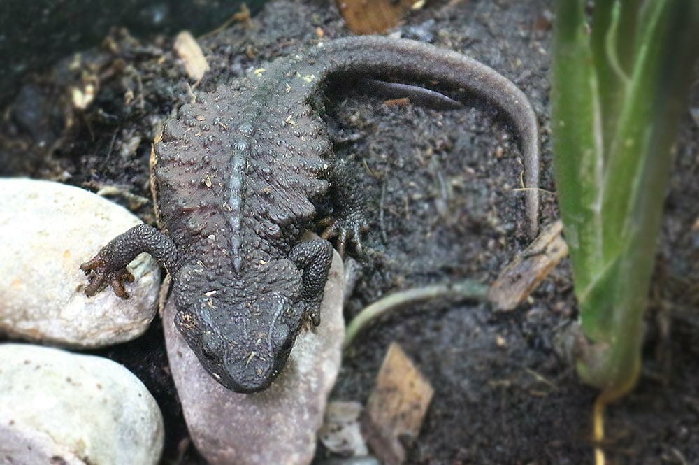 Alligator newt - Detroit Zoo