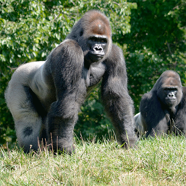 Two gorillas