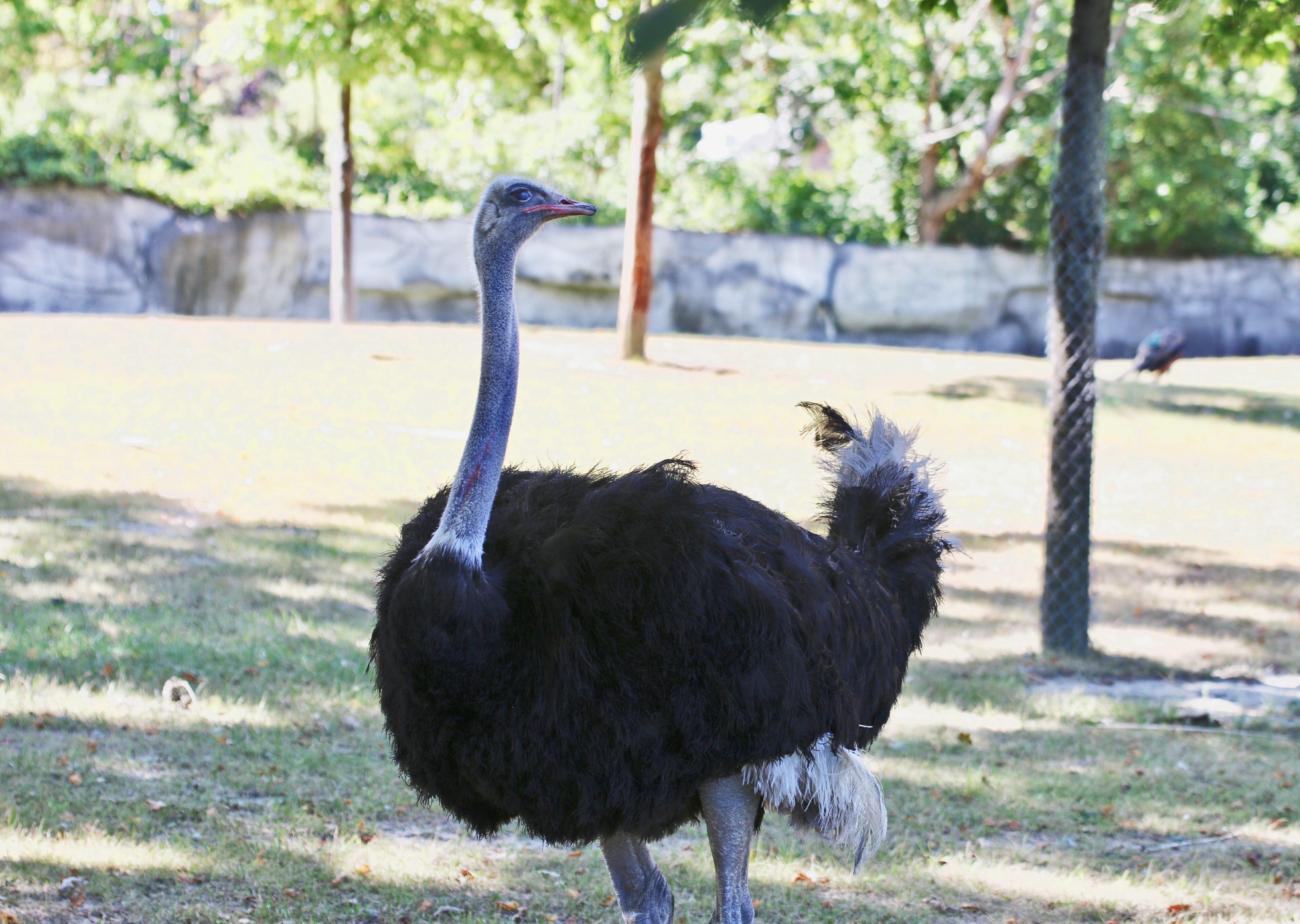 Ostrich