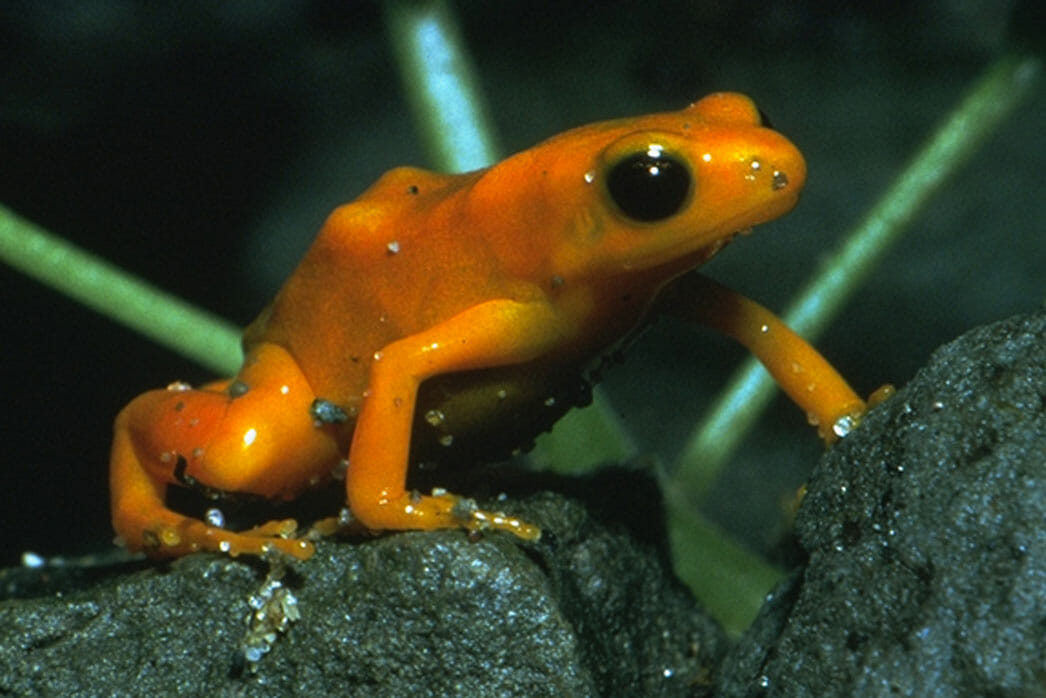 Mantella Frogs Spotlight - Detroit Zoo