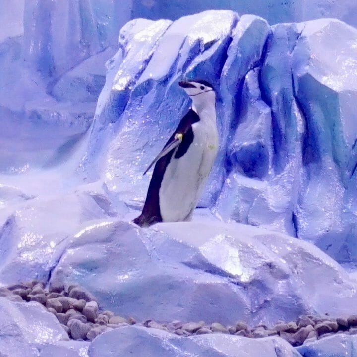 Chinstrap Penguin looking around