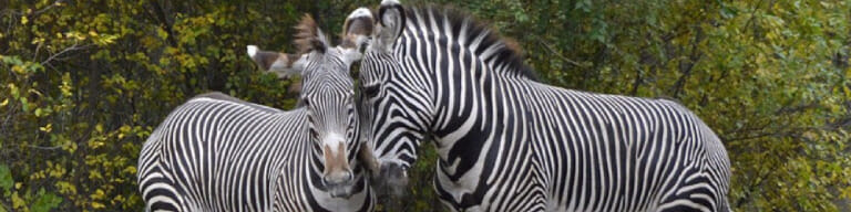 Zoo Tots at School (Africa) - Detroit Zoo